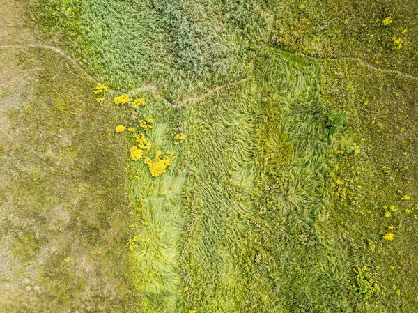 Aerial Drone Top View Tall Grass Green Meadow — Stock Photo, Image