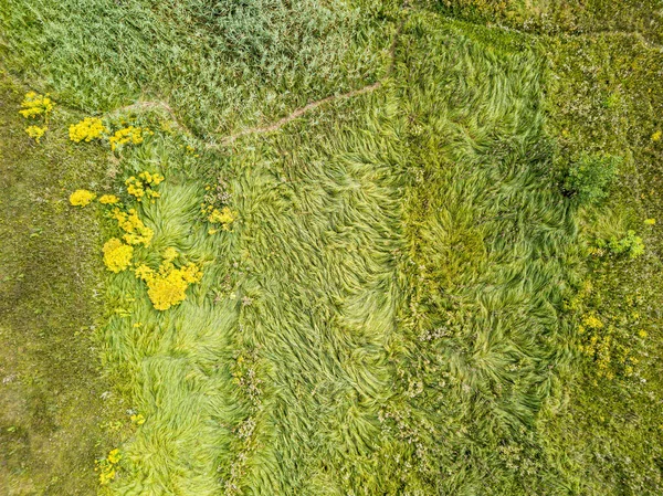 Hava aracı üst görüntüsü. Yeşil çayırdaki uzun otlar.