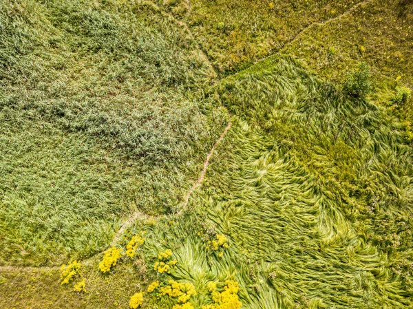 Flygdrönare Ovanifrån Högt Gräs Grön Äng — Stockfoto