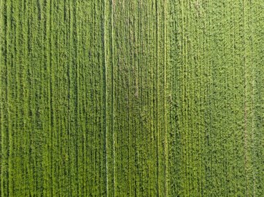 Yeşil tarım alanı. Hava aracı görünümü.