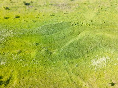 Hava aracı görüntüsü. Güneşli havada yeşil çayır