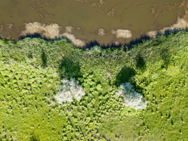 Hava aracı üst görüntüsü. Bir kır gölünün yeşil kıyıları.