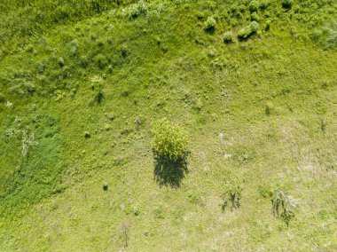 Hava aracı görüntüsü. Güneşli havada yeşil çayır