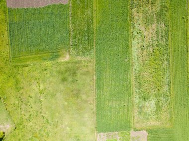 Yeşil tarım alanı. Hava aracı görünümü.