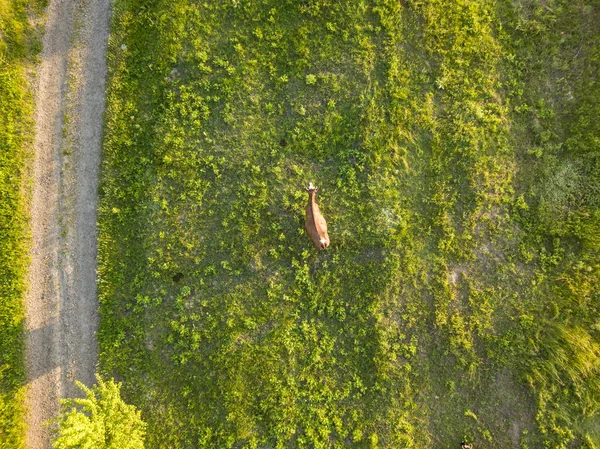 Вид Воздуха Корова Зеленом Лугу — стоковое фото