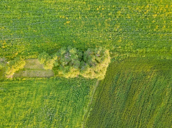 阳光明媚的绿色草地 空中无人驾驶飞机视图 — 图库照片
