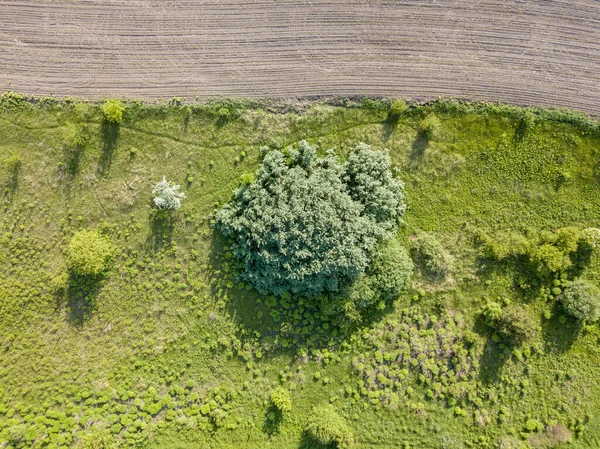 Grüne Wiese Bei Sonnigem Wetter Drohnenblick Aus Der Luft — Stockfoto