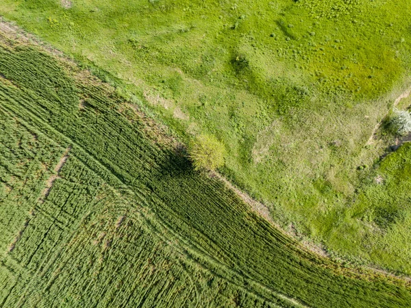 天気の良い日に緑の牧草地 空中ドローンビュー — ストック写真
