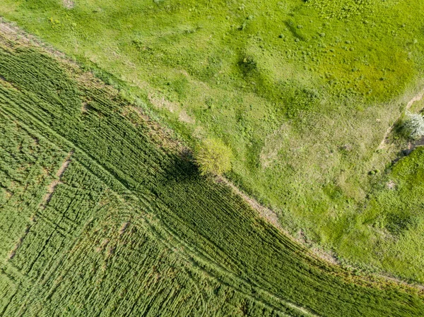 Zielona Łąka Słoneczną Pogodę Widok Drona Powietrza — Zdjęcie stockowe