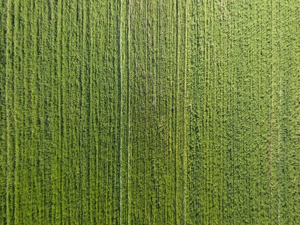 Campo Agrícola Verde Vista Aérea Drones — Fotografia de Stock