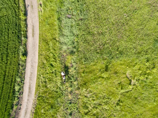 空中展望 緑の草原の牛 — ストック写真