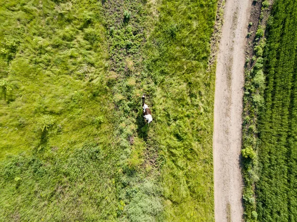 Aerial View Cow Green Meadow — Stock Photo, Image