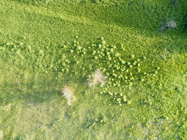 Aerial Drone View Green Meadow Sunny Weather — Stock Photo, Image