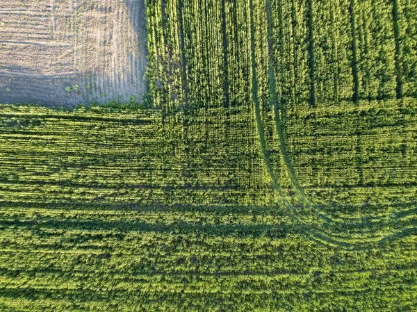 Grüne Landwirtschaft Drohnenblick Aus Der Luft — Stockfoto