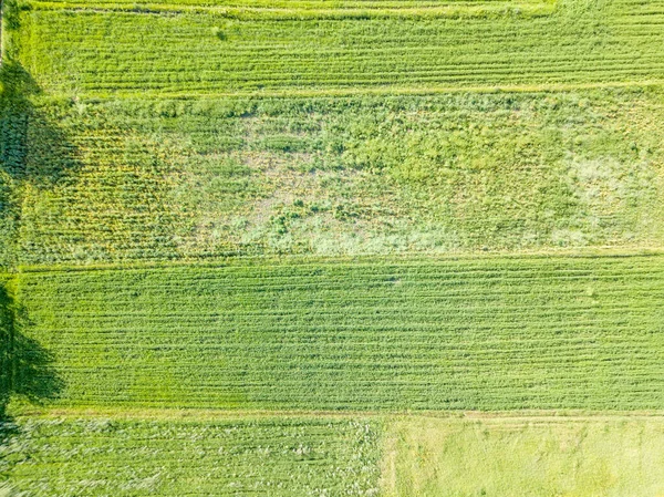 Zielone Pola Rolne Widok Drona Powietrza — Zdjęcie stockowe