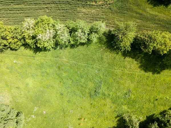 空中ドローンビュー 天気の良い日に緑の草原 — ストック写真