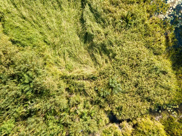 Vista Aérea Del Dron Hierba Verde Alto Junto Lago —  Fotos de Stock