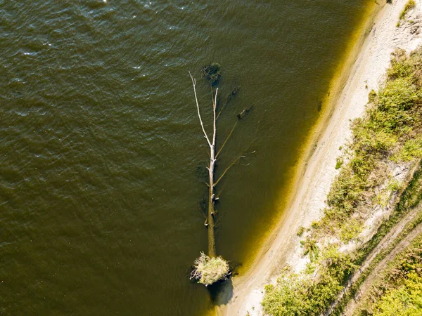 Uma Árvore Caindo Água Margem Rio Rápido Dia Verão Ensolarado — Fotografia de Stock