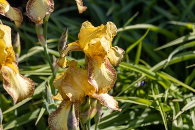 Sarı iris çiçeği. Güneşli bir gün, doğal bir arka plana karşı.