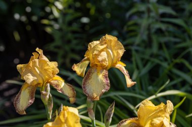 Sarı iris çiçeği. Güneşli bir gün, doğal bir arka plana karşı.