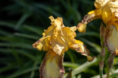 Sarı iris çiçeği. Güneşli bir gün, doğal bir arka plana karşı.