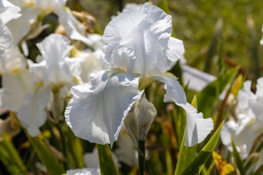 Beyaz iris çiçeği. Güneşli bir gün, doğal bir arka plana karşı.