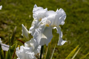 Beyaz iris çiçeği. Güneşli bir gün, doğal bir arka plana karşı.