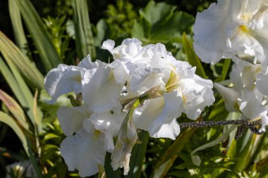 Beyaz iris çiçeği. Güneşli bir gün, doğal bir arka plana karşı.
