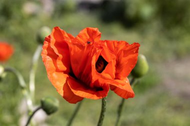 Kırmızı gelincik çiçeği. Güneşli bir gün, doğal bir arka plana karşı.