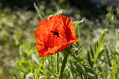 Kırmızı gelincik çiçeği. Güneşli bir gün, doğal bir arka plana karşı.