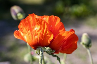Kırmızı gelincik çiçeği. Güneşli bir gün, doğal bir arka plana karşı.