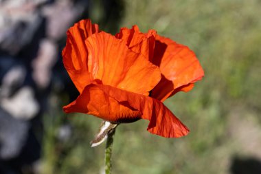 Kırmızı gelincik çiçeği. Güneşli bir gün, doğal bir arka plana karşı.