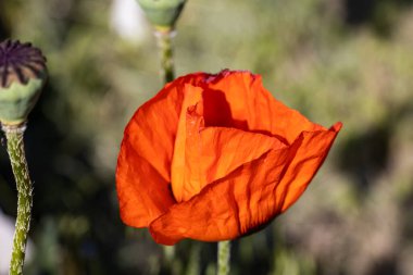 Kırmızı gelincik çiçeği. Güneşli bir gün, doğal bir arka plana karşı.
