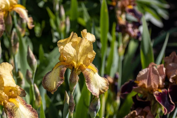 Sarı iris çiçeği. Güneşli bir gün, doğal bir arka plana karşı.