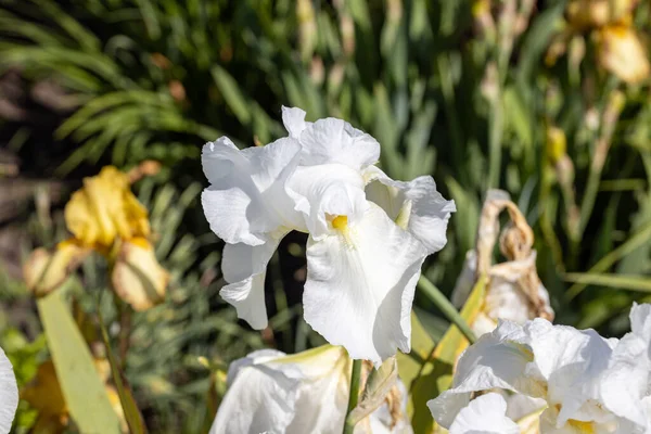 Flor Iris Blanca Día Soleado Sobre Fondo Natural — Foto de Stock