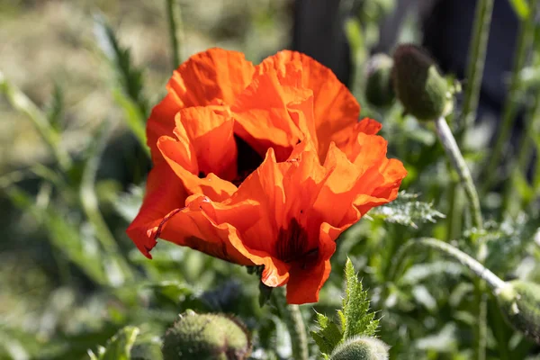 Rode Papaverbloem Zonnige Dag Tegen Een Natuurlijke Achtergrond — Stockfoto