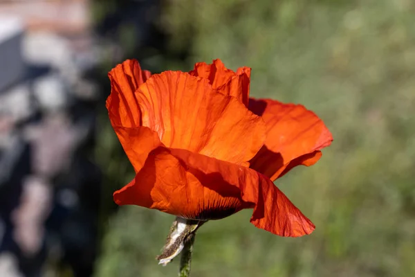 Rote Mohnblume Sonniger Tag Vor Natürlichem Hintergrund — Stockfoto