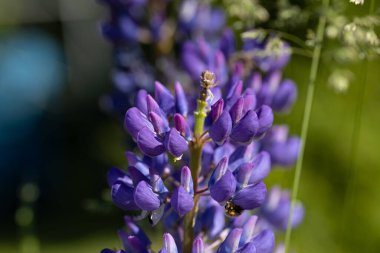 Mor lupin çiçeği. Güneşli bir gün, doğal bir arka planda çiçek.