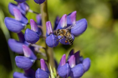 Mor lupin çiçeği. Güneşli bir gün, doğal bir arka planda çiçek.