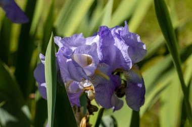 Mor iris çiçeği. Güneşli bir gün, doğal bir arka planda çiçek.