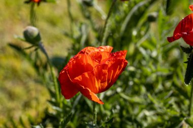 Kırmızı gelincik çiçeği. Güneşli bir gün, doğal bir arka plana karşı.