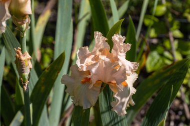 Bej renkli iris çiçeği. Güneşli bir gün, doğal bir arka plana karşı.