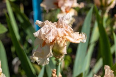 Bej renkli iris çiçeği. Güneşli bir gün, doğal bir arka plana karşı.