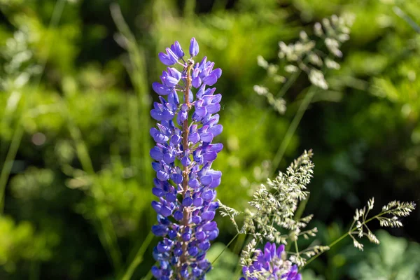 紫色の花を咲かせます 晴れた日 自然の背景に花 — ストック写真