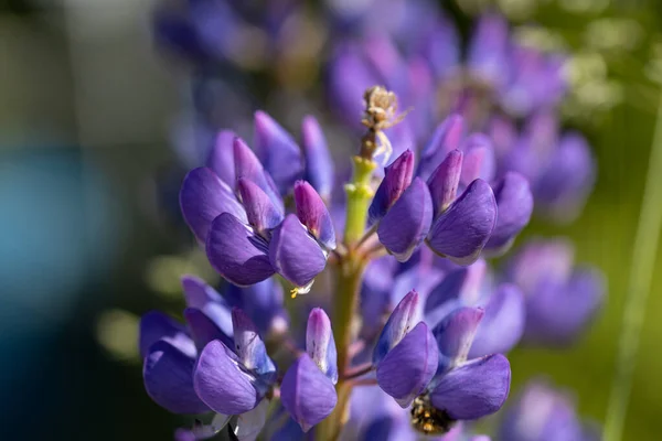 Flor Altramuz Púrpura Día Soleado Flor Sobre Fondo Natural —  Fotos de Stock