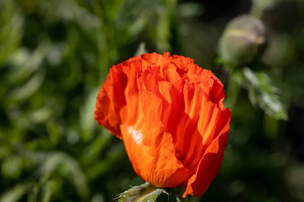红罂粟花 在自然的背景下 图库图片