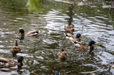 Birçok yaban ördeği gölde yüzer..