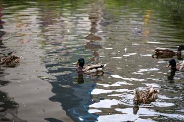 Birçok yaban ördeği gölde yüzer..