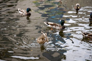 Birçok yaban ördeği gölde yüzer..