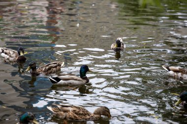 Birçok yaban ördeği gölde yüzer..